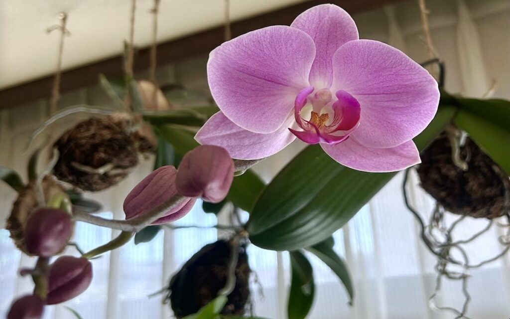 胡蝶蘭｜苔玉育成。ピンク色のお花が開いた様子