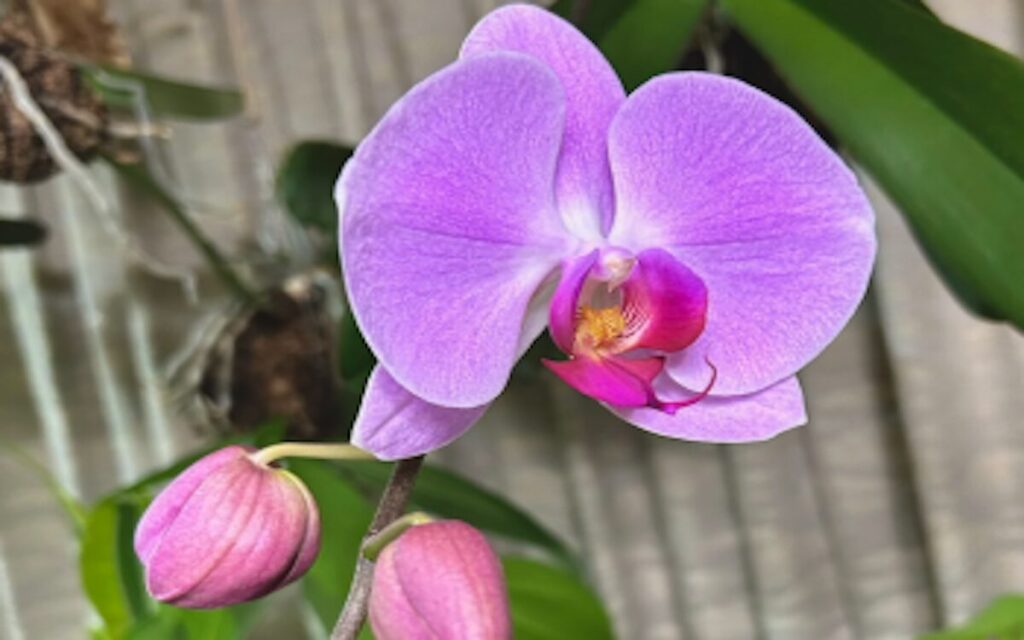 胡蝶蘭｜ピンク色のお花が開き、近くにある蕾も大きく膨らんでいる様子。