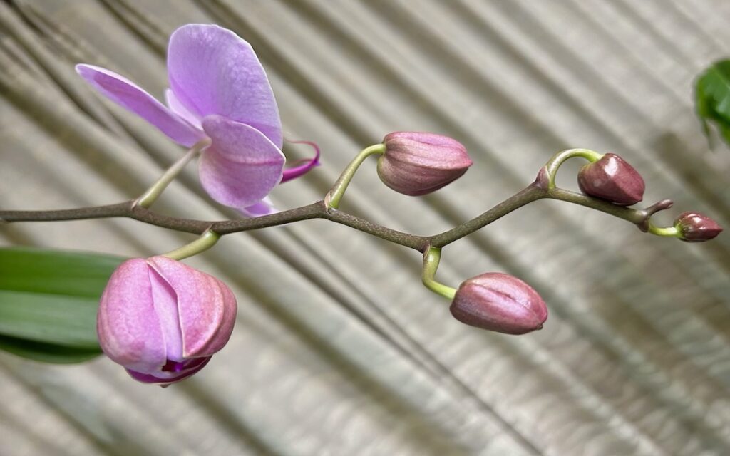 胡蝶蘭｜花茎に沿ってピンク色のお花と蕾が並んでいる様子。