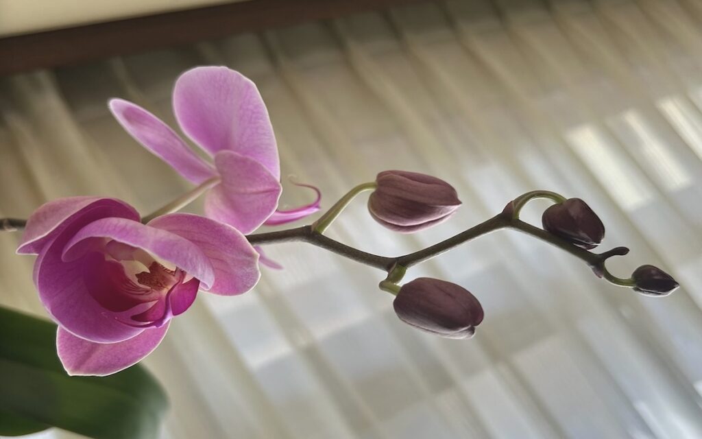 胡蝶蘭｜花茎に沿ってお花と蕾が並んでいる様子。