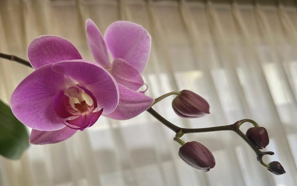 胡蝶蘭｜花茎に沿ってお花と蕾が並んでいる様子。