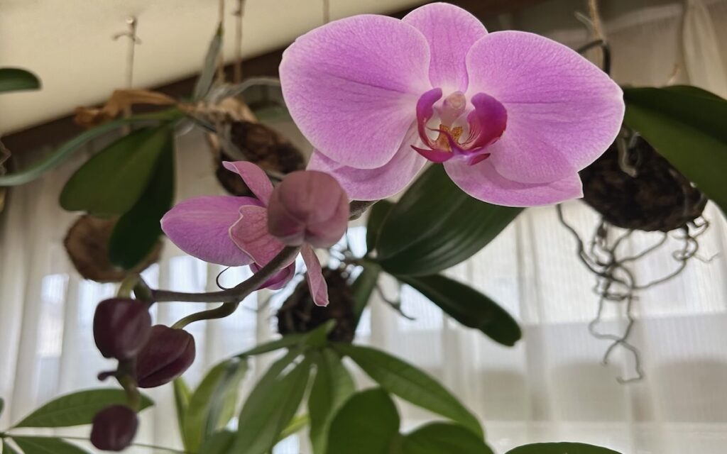 胡蝶蘭｜つぼみと花が混在する胡蝶蘭の様子