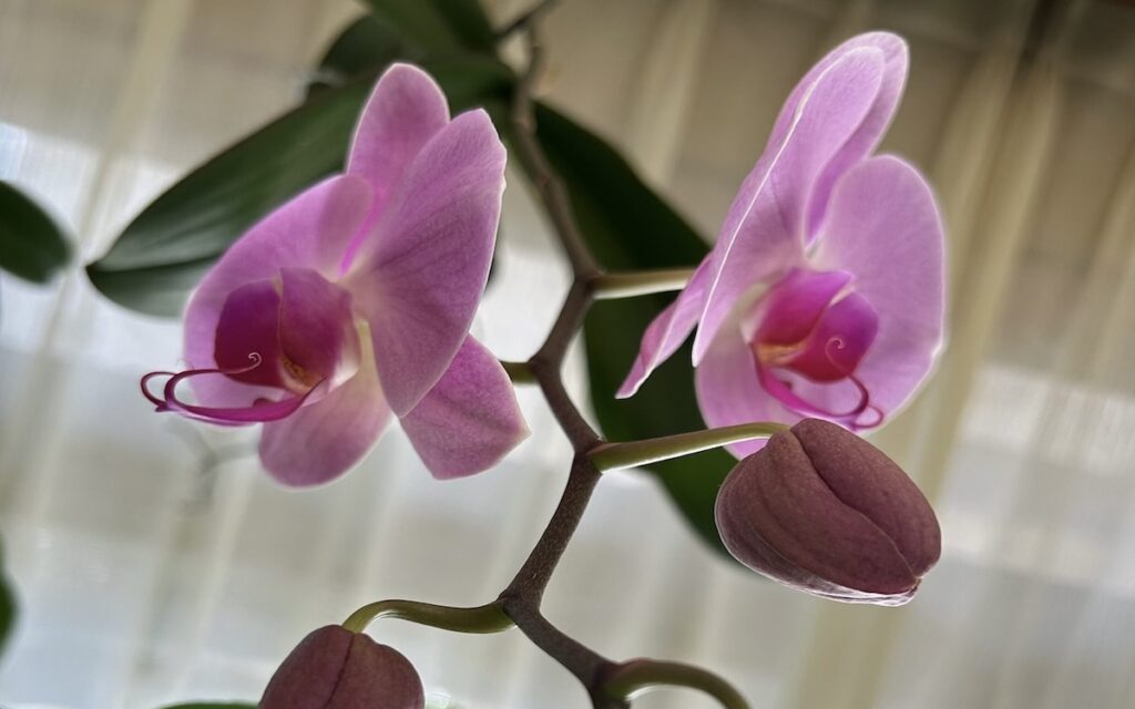 胡蝶蘭｜花茎に沿ってお花と蕾が並んでいる様子。