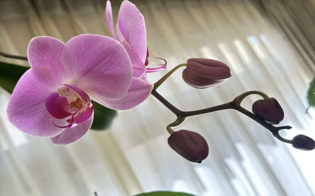 胡蝶蘭｜つぼみと花が混在する胡蝶蘭の様子