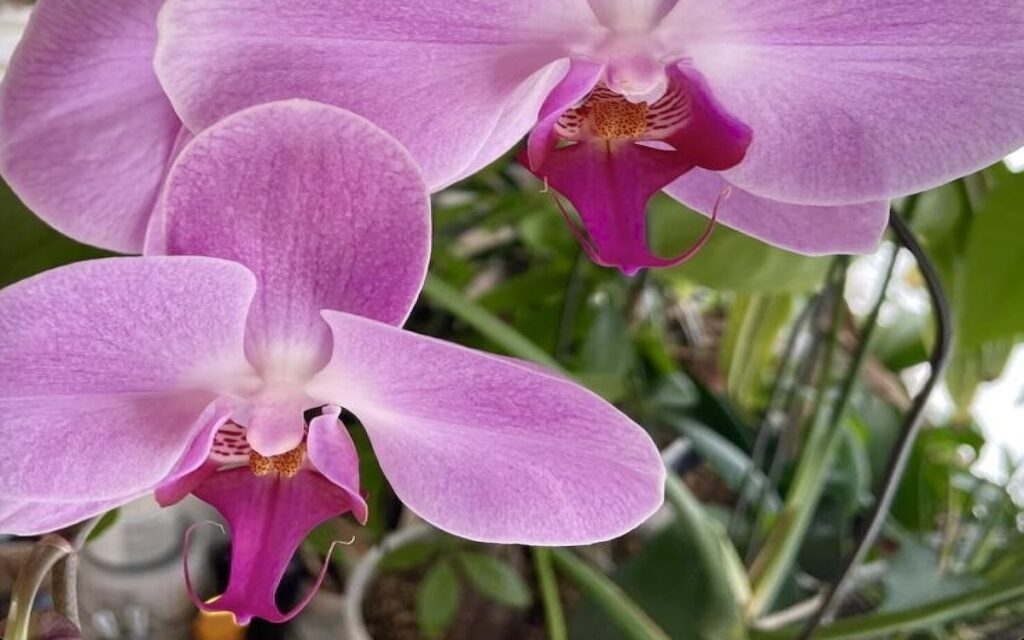 胡蝶蘭｜ピンク色のお花をアップに撮影した様子