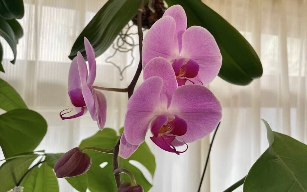 胡蝶蘭｜ピンク色のお花が次々に咲く様子