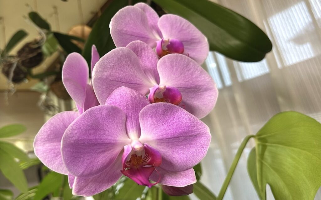 胡蝶蘭｜ピンクの花が数輪咲いている様子