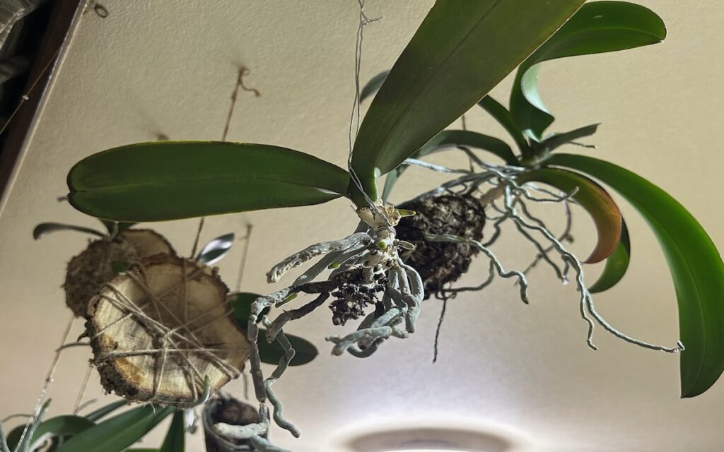 胡蝶蘭｜天井に苔玉を吊るしている様子