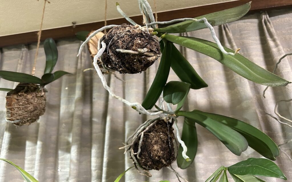 胡蝶蘭｜天井に苔玉を吊るしている様子