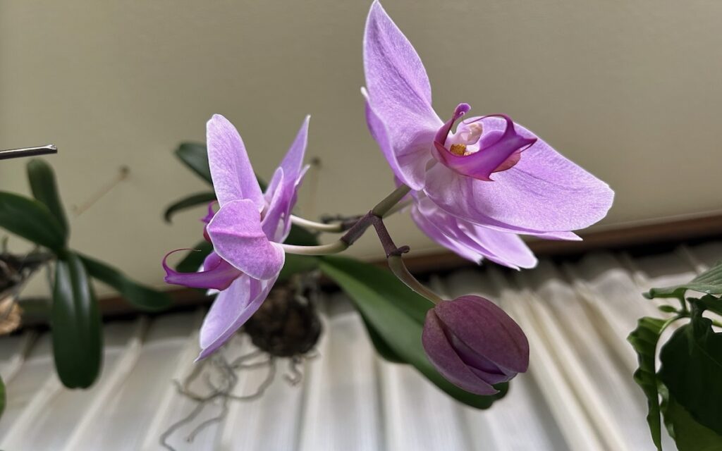 胡蝶蘭｜苔玉育成のピンク色のお花