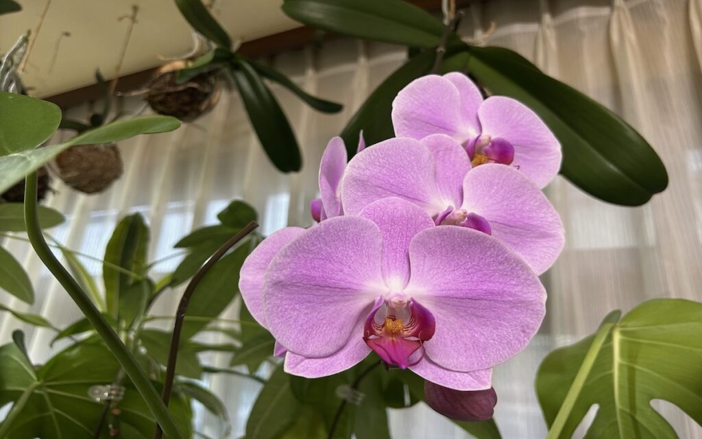 胡蝶蘭｜苔玉で育成しているピンク色のお花