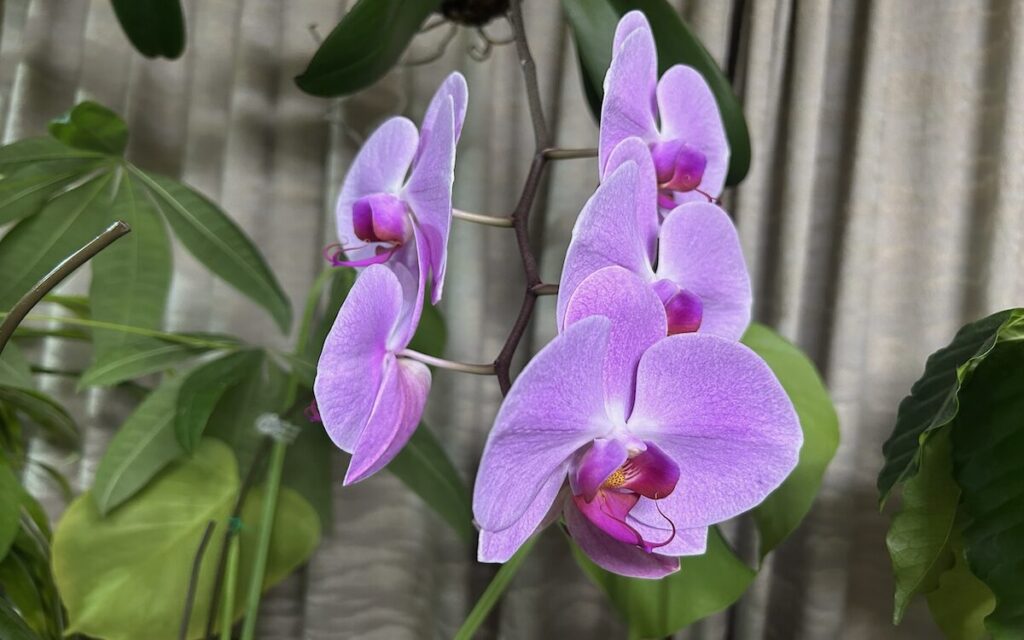 胡蝶蘭|苔玉で育成しているピンク色のお花