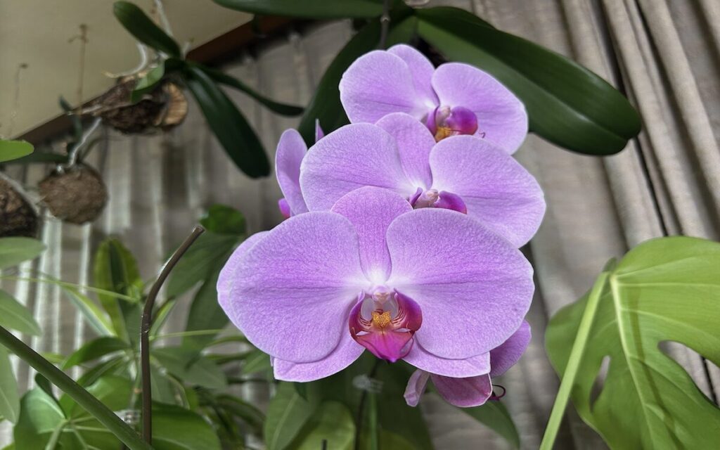 胡蝶蘭|苔玉で育成しているピンク色のお花