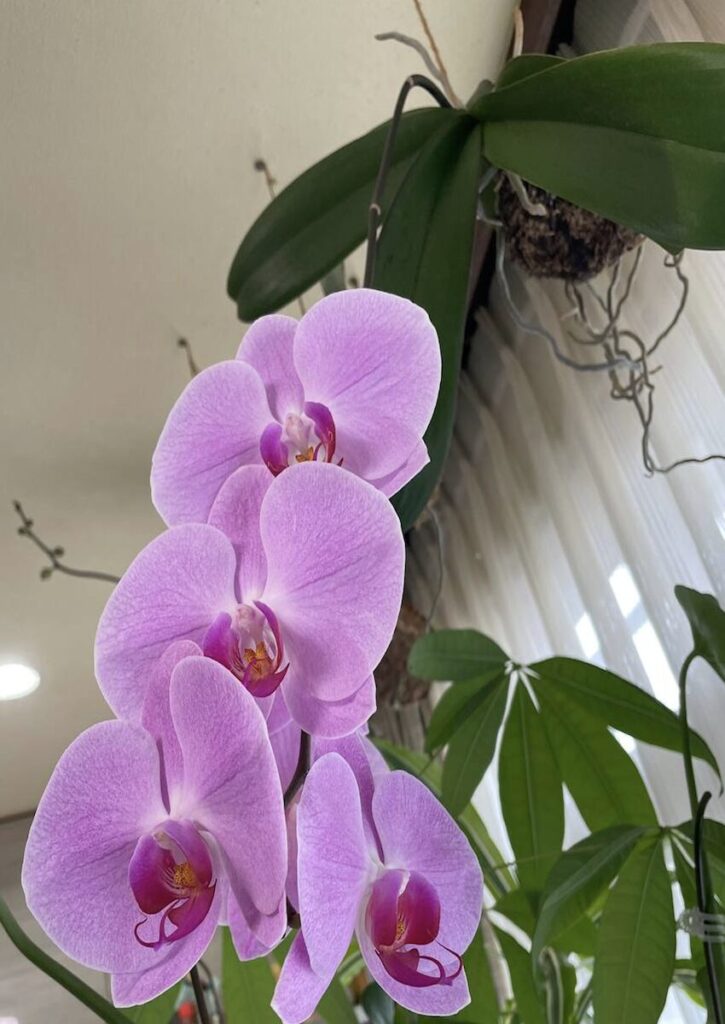 胡蝶蘭|ピンク色のお花が開花し重なっている様子