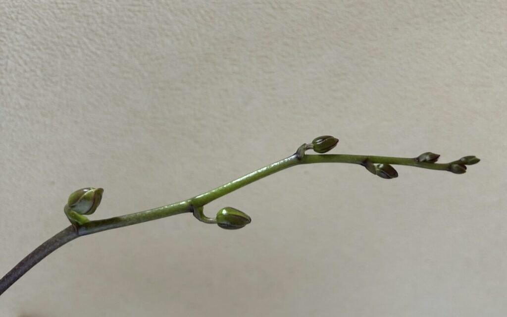 胡蝶蘭｜新しい蕾が複数ついている様子