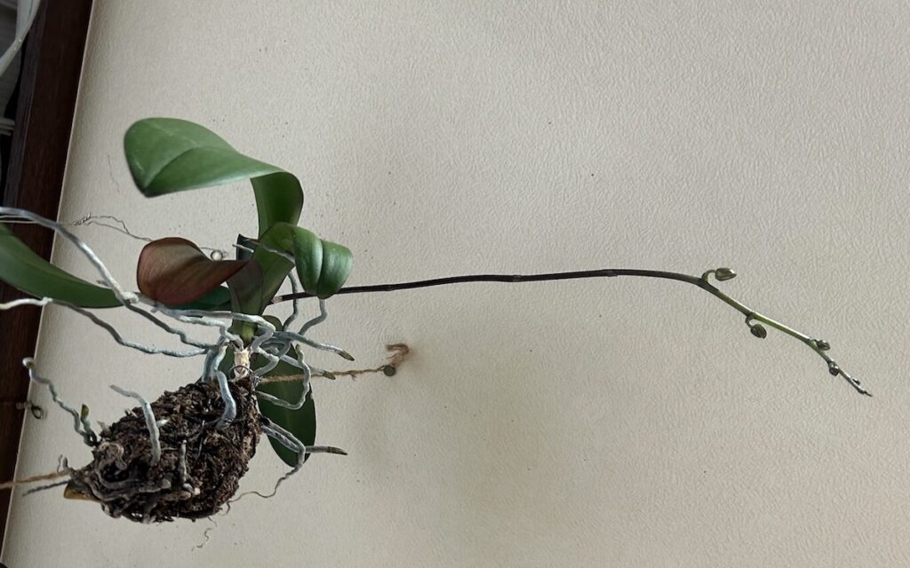 胡蝶蘭｜苔玉から花茎が伸び、蕾が複数ついている様子