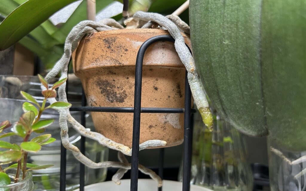 胡蝶蘭｜根の状態を観察している鉢植えの様子