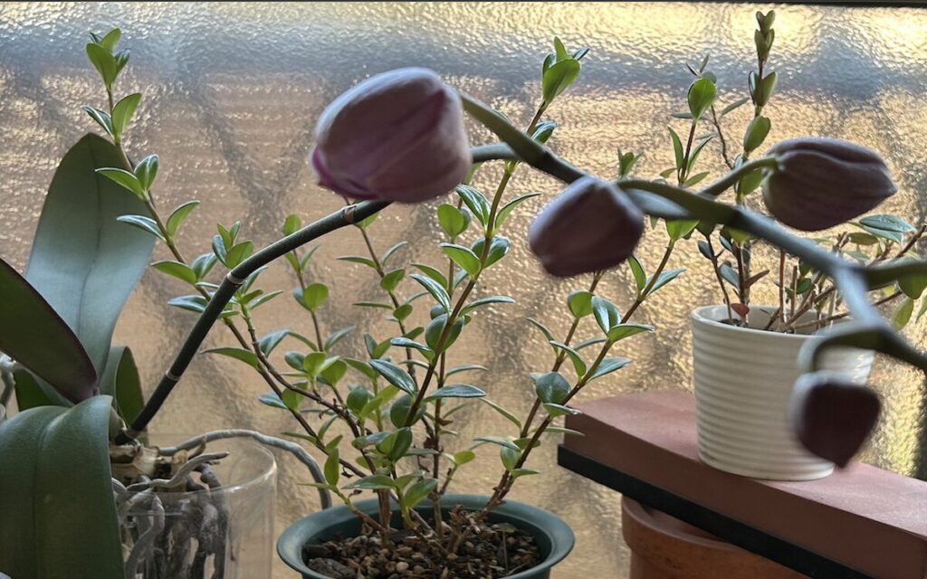 胡蝶蘭｜ピンク色の蕾