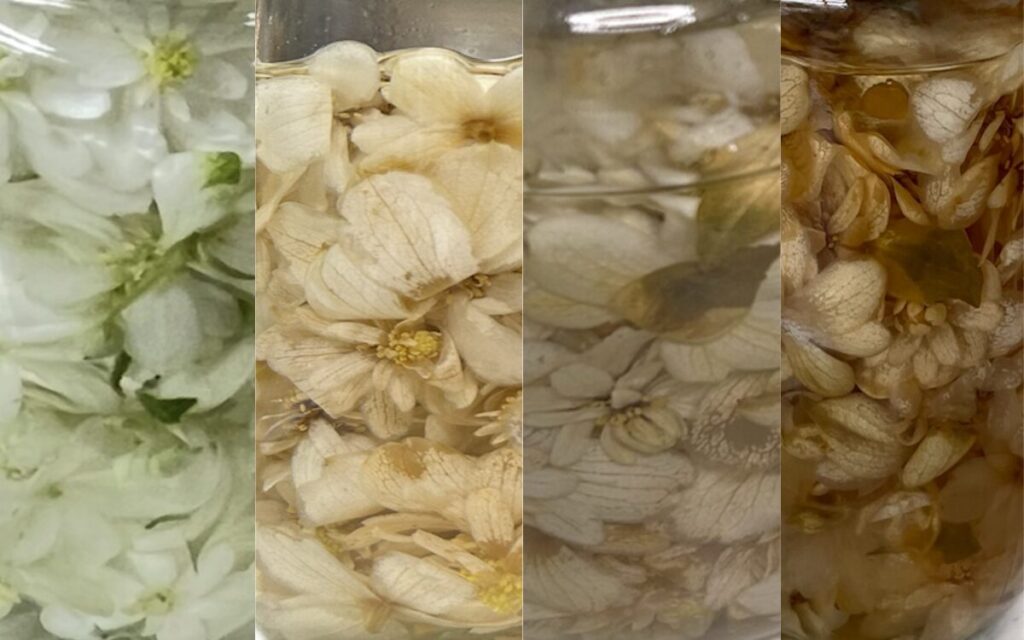 ドクダミ｜リカーに漬けたお花