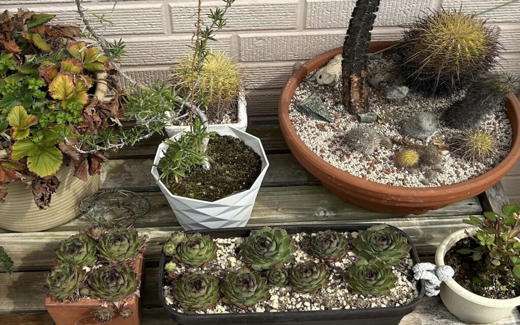 サボテン｜多肉植物と一緒に並べている様子