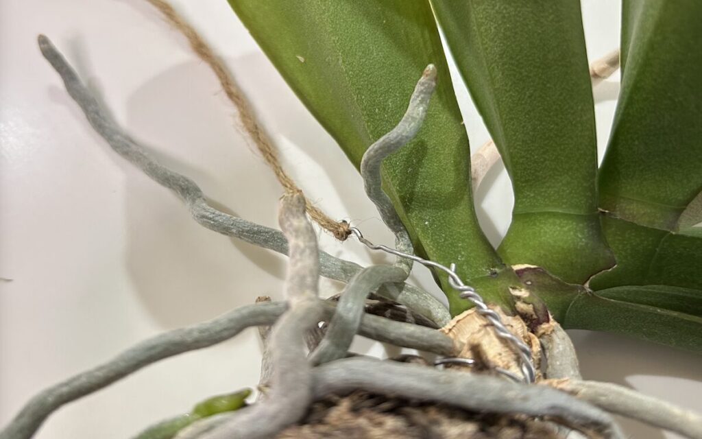 胡蝶蘭｜苔玉育成