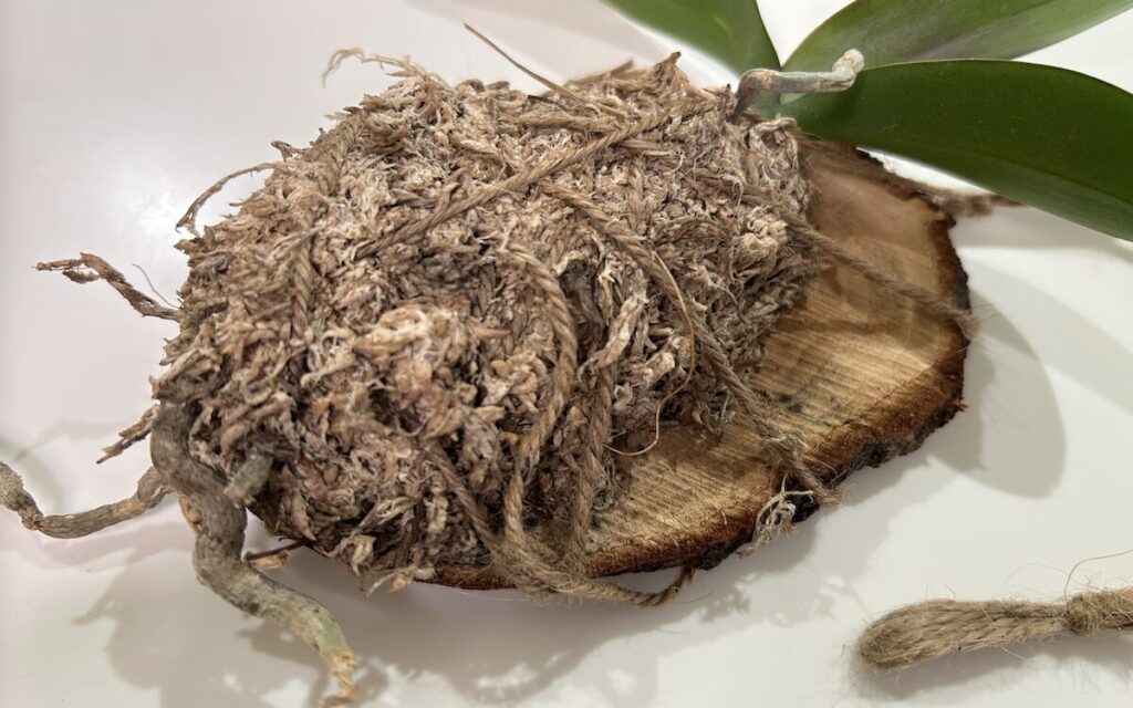 胡蝶蘭｜苔玉育成