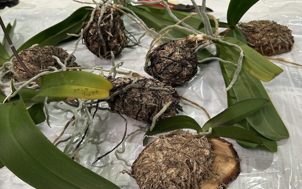 胡蝶蘭｜苔玉育成