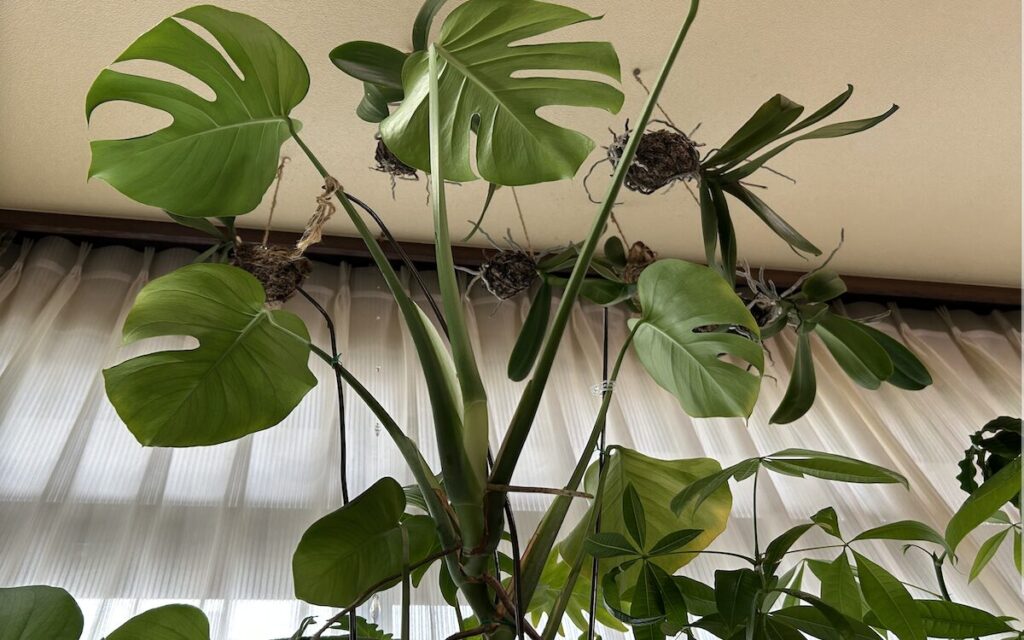 胡蝶蘭・モンステラ｜天井に吊るしている苔玉と背丈が伸びた葉っぱ