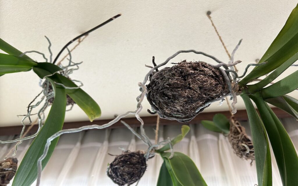 胡蝶蘭｜天井に吊るしている苔玉