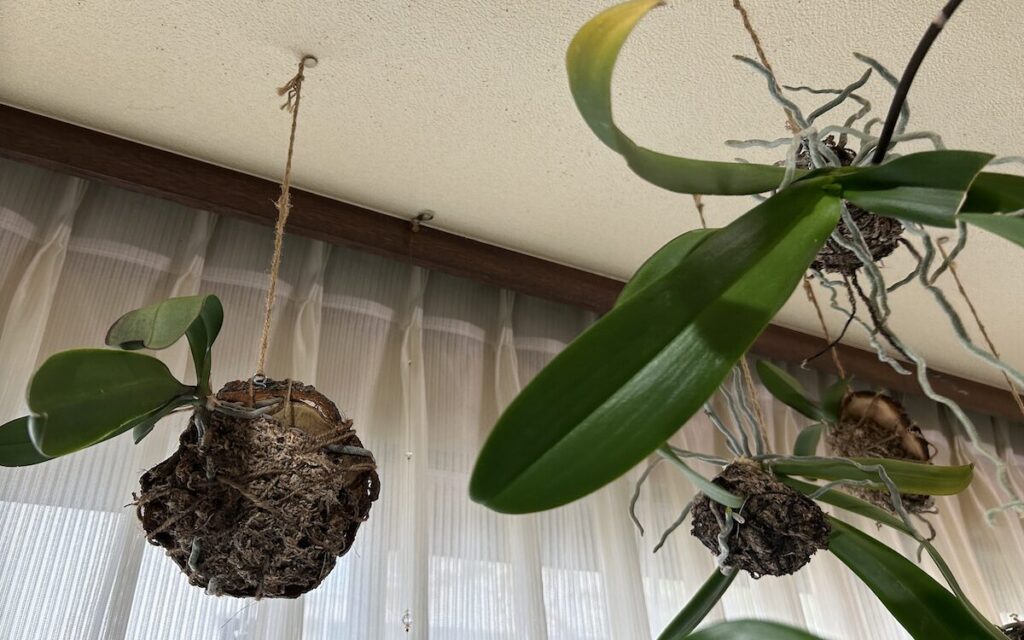 胡蝶蘭｜天井に吊るしている苔玉