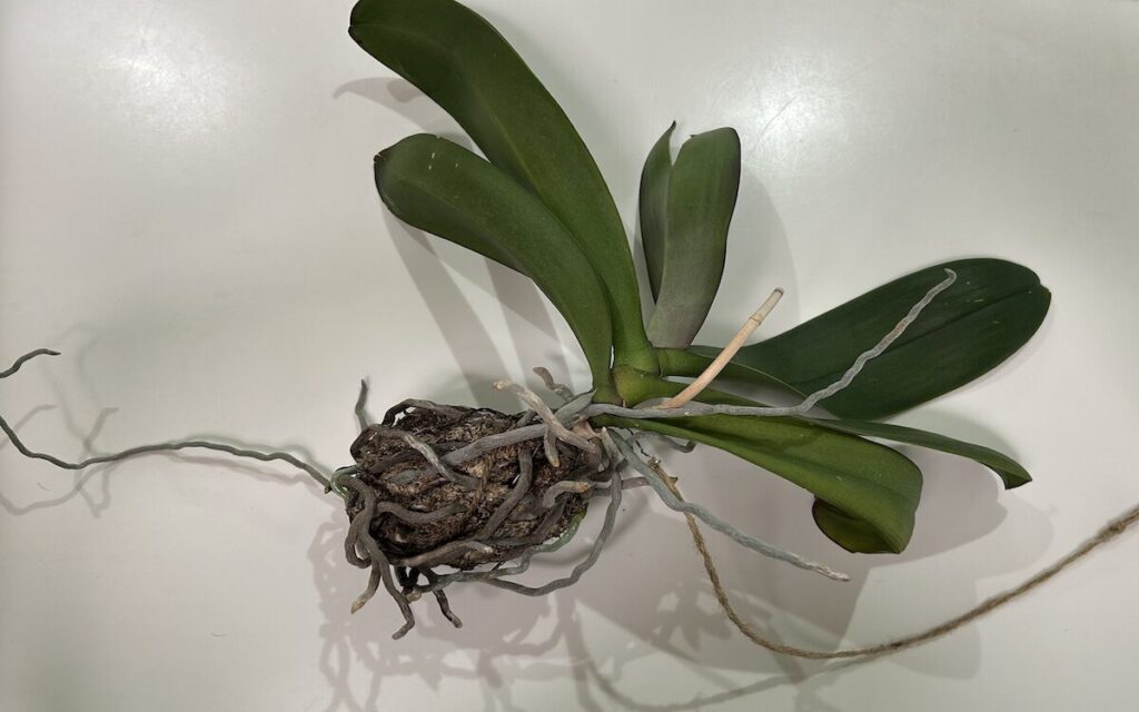 胡蝶蘭｜苔玉育成