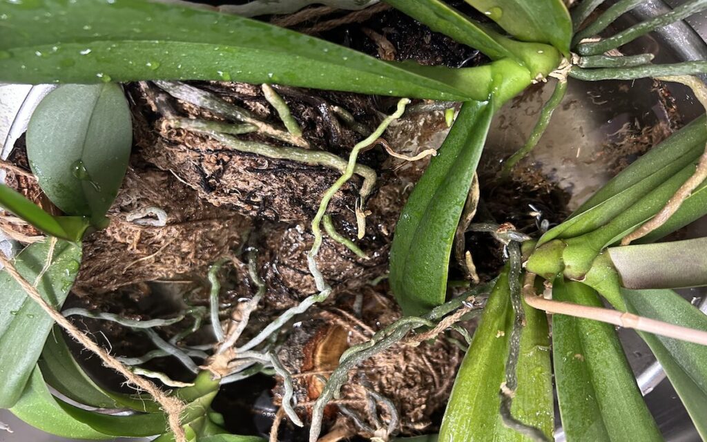 胡蝶蘭｜苔玉のお片付け