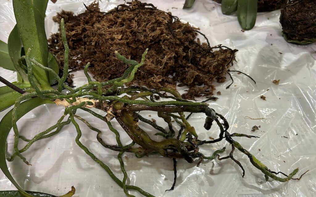 胡蝶蘭｜纏っていた苔を外した様子