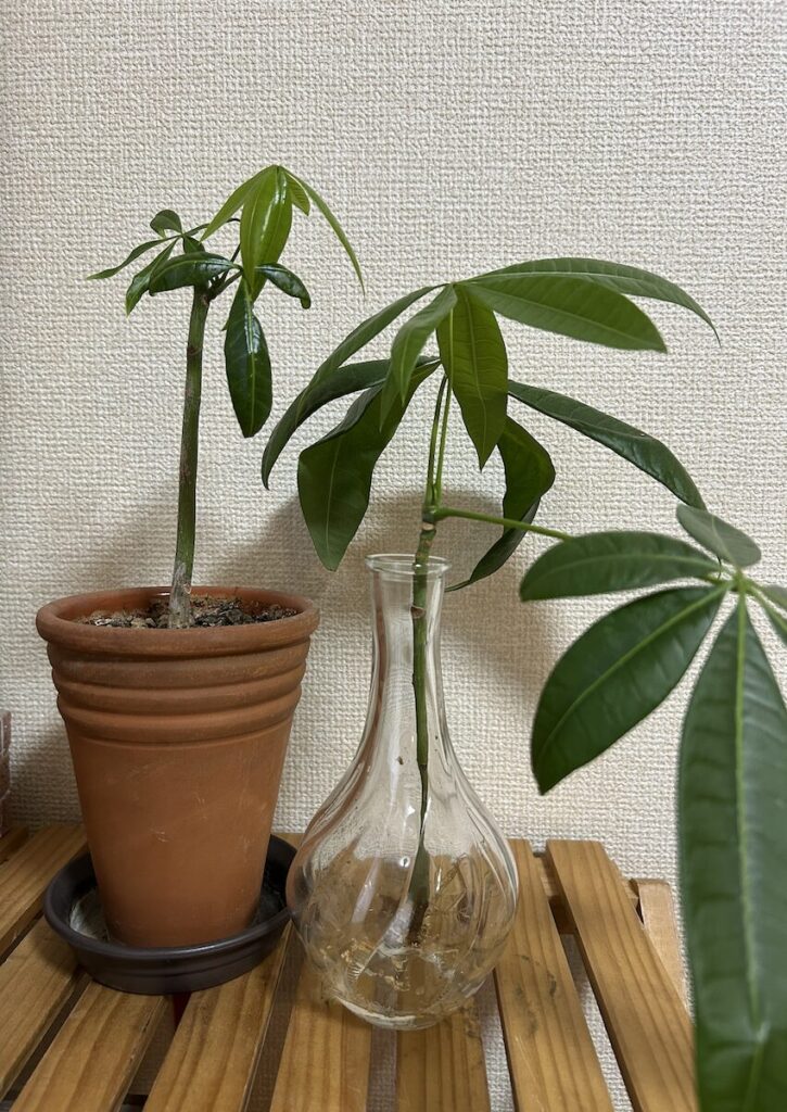 パキラ|鉢植えと水差し