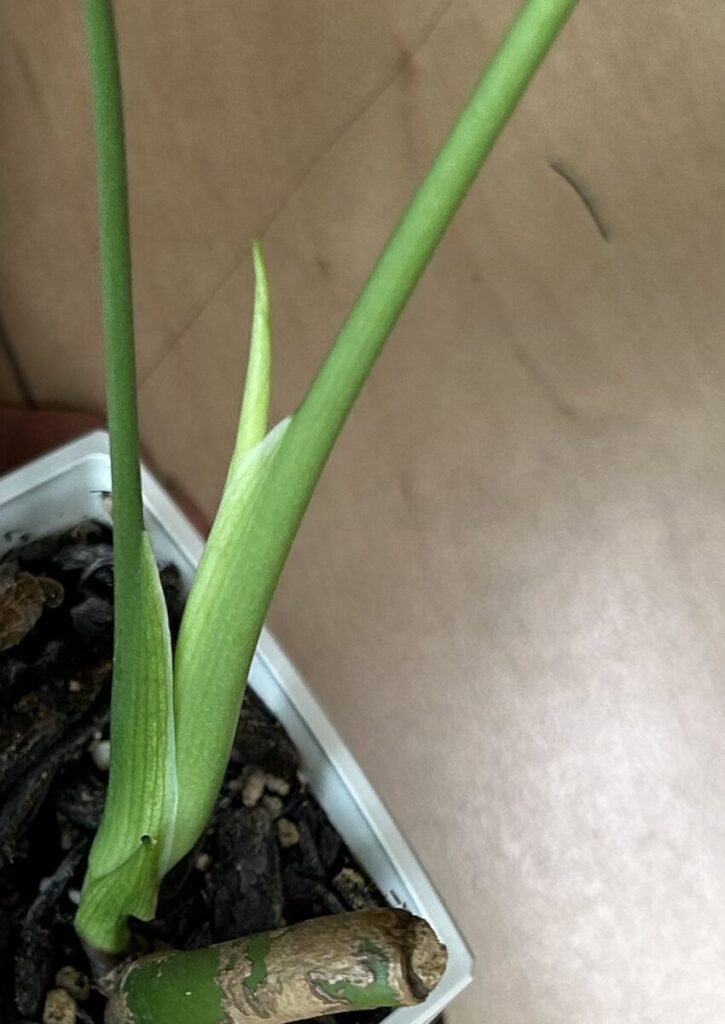 モンステラ|新葉