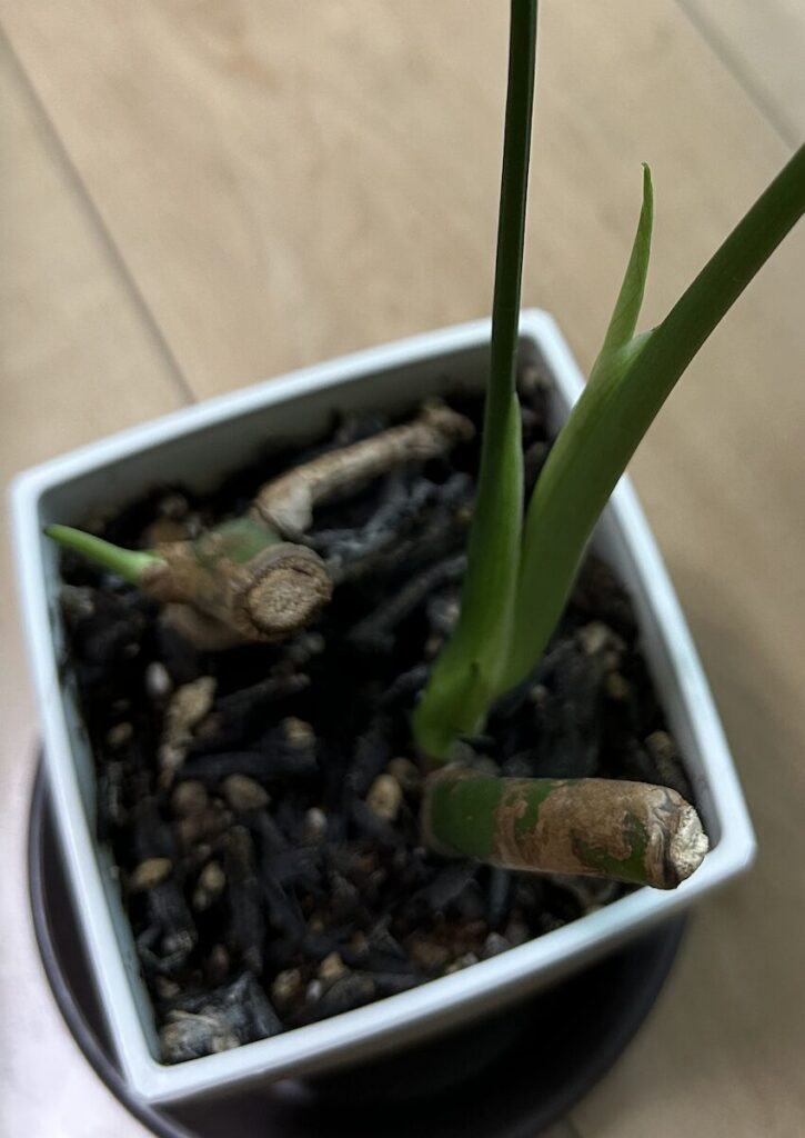 モンステラ|くるくると丸まった新葉