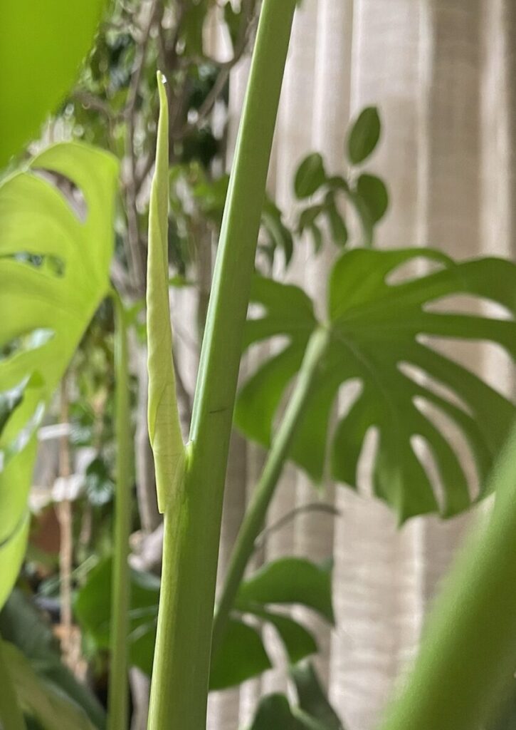 モンステラ|くるくると丸まった新葉