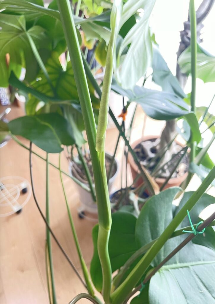 モンステラ|くるくると丸まった新葉