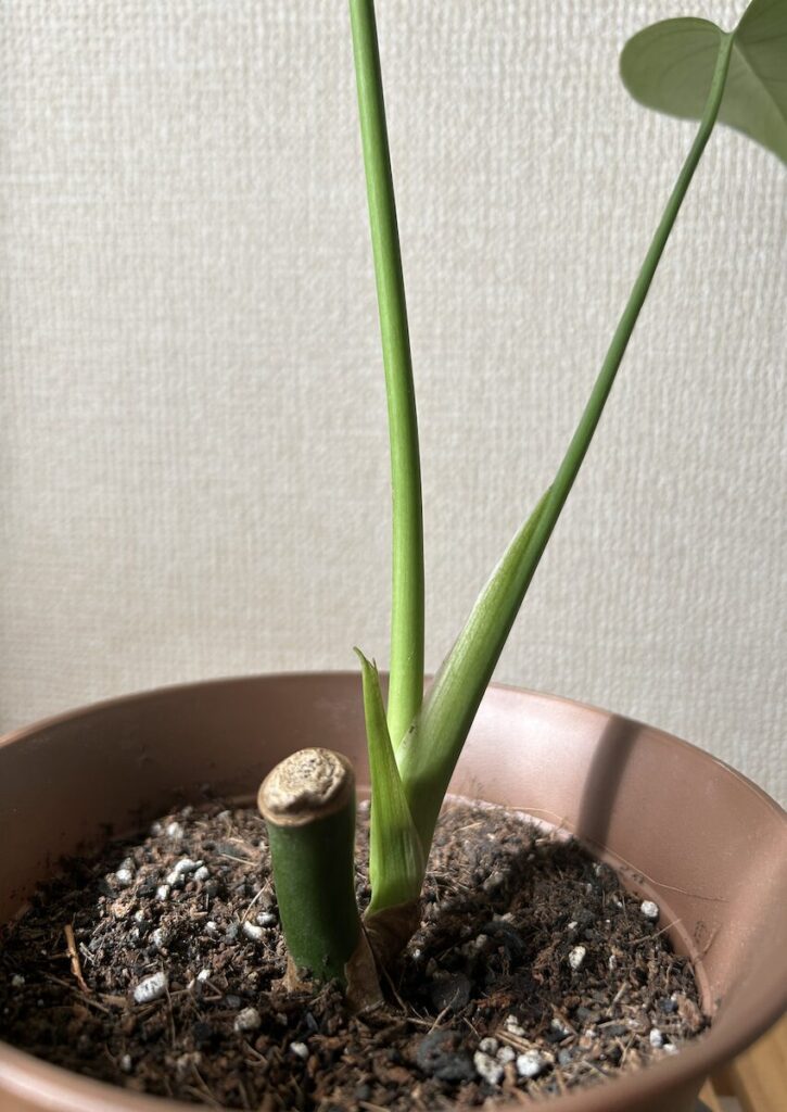 モンステラ|小さな鉢植え