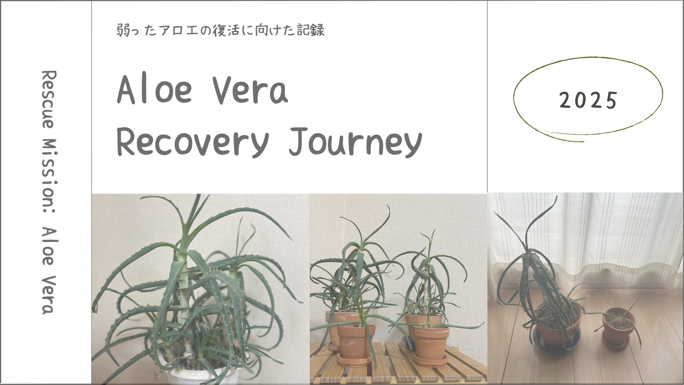 アロエ育成記録アイキャッチ画像