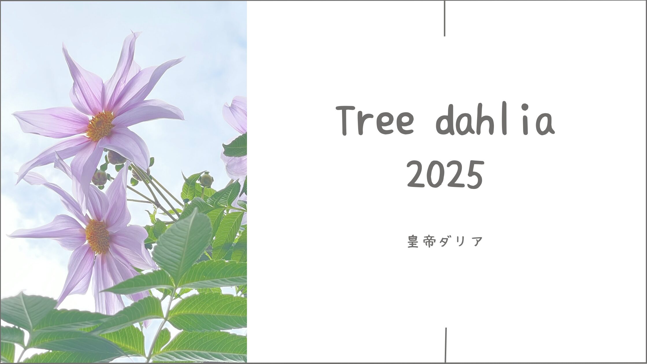 BGL#210アイキャッチ画像