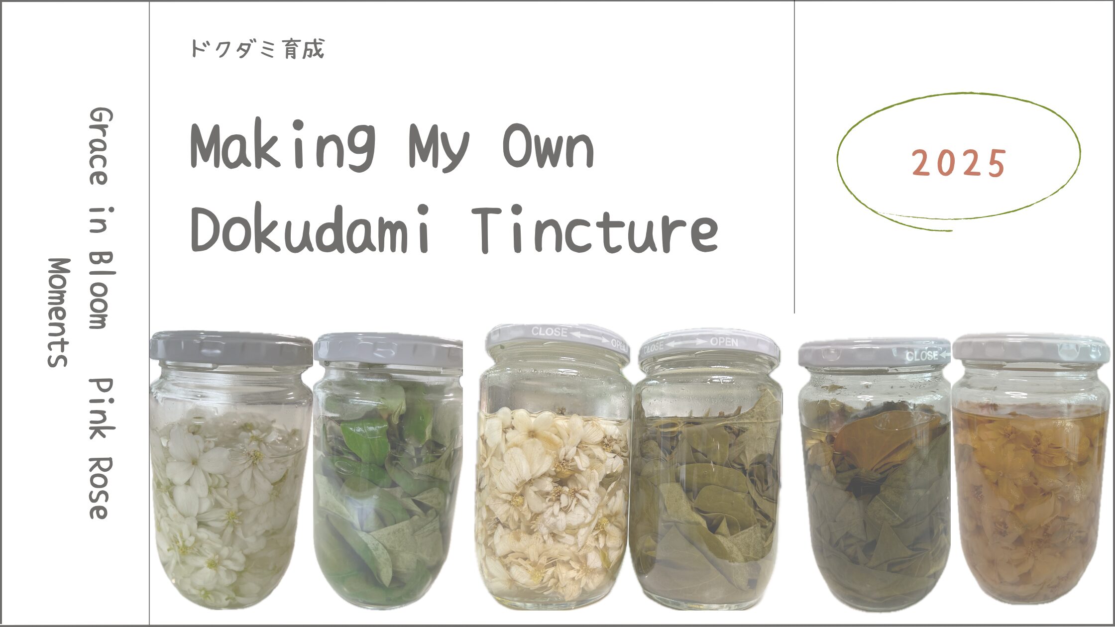 ドクダミ育成記録アイキャッチ画像