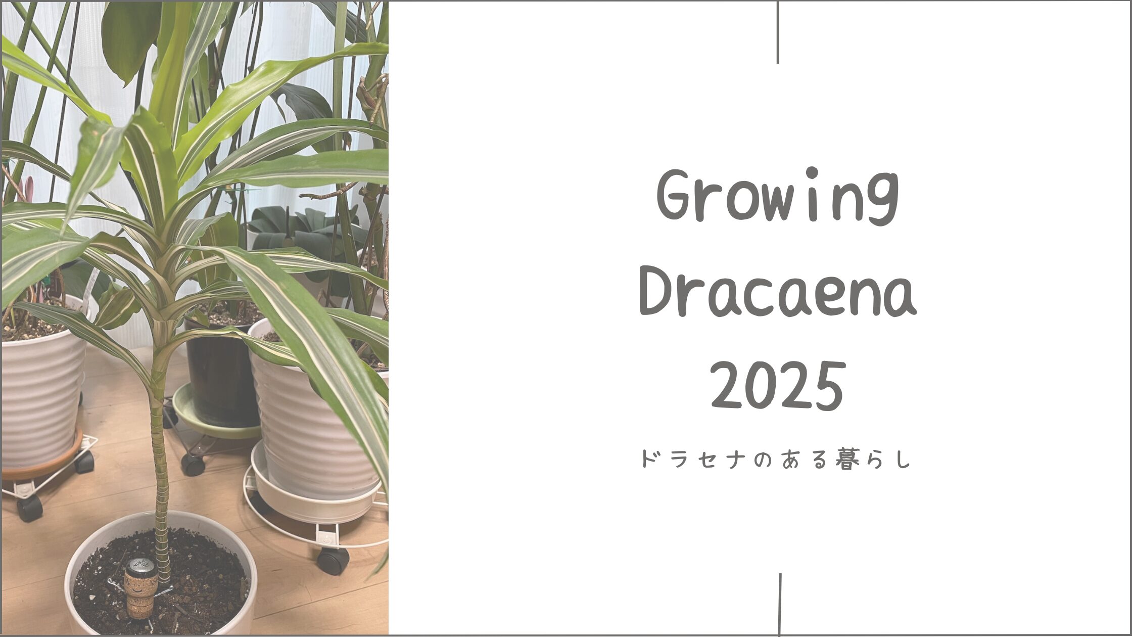 ドラセナ育成2025｜20年以上育てて、はじめて剪定した年