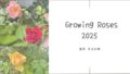 バラ育成記録2025┃我が家のバラたち。咲いた色と、最後の一輪まで