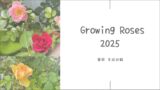 バラ育成記録2025┃我が家のバラたち。咲いた色と、最後の一輪まで
