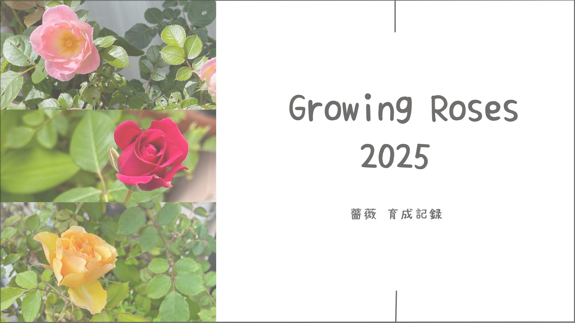 バラ育成記録2025┃我が家のバラたち。咲いた色と、最後の一輪まで