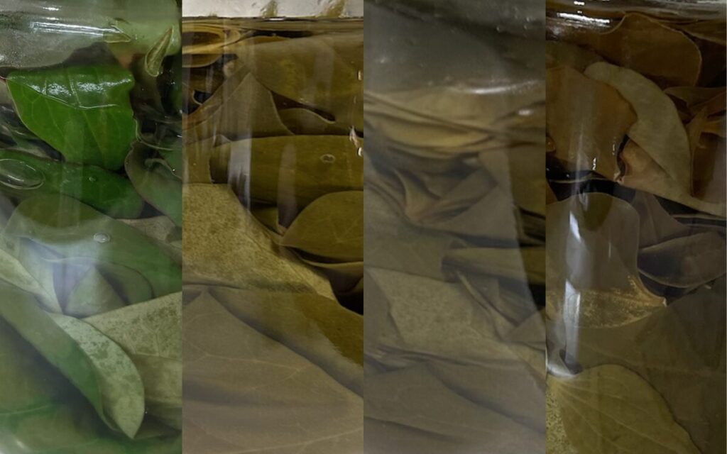 ドクダミ｜リカーに漬けた葉っぱ