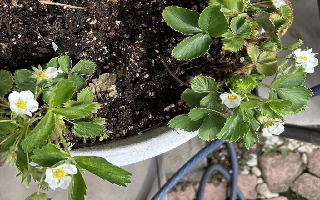 いちご│白い花