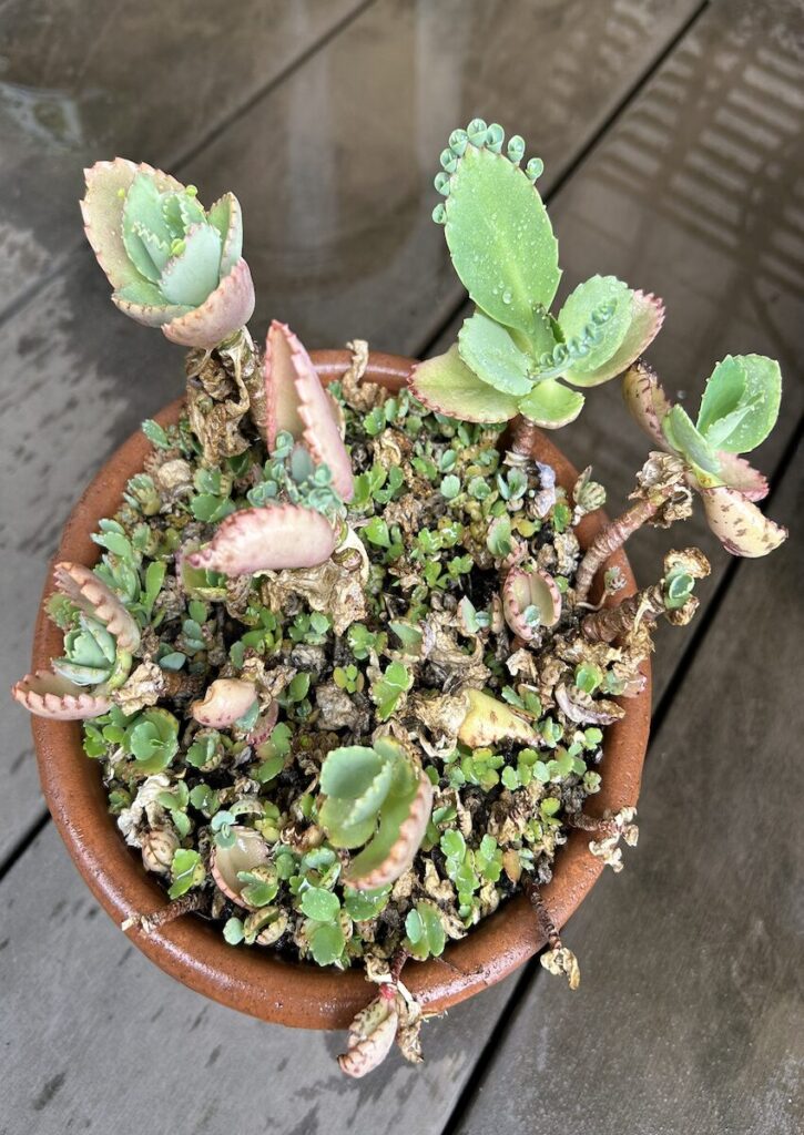 子宝草｜芽をつけた葉と、落ちた芽が鉢の中で発芽し成長している様子