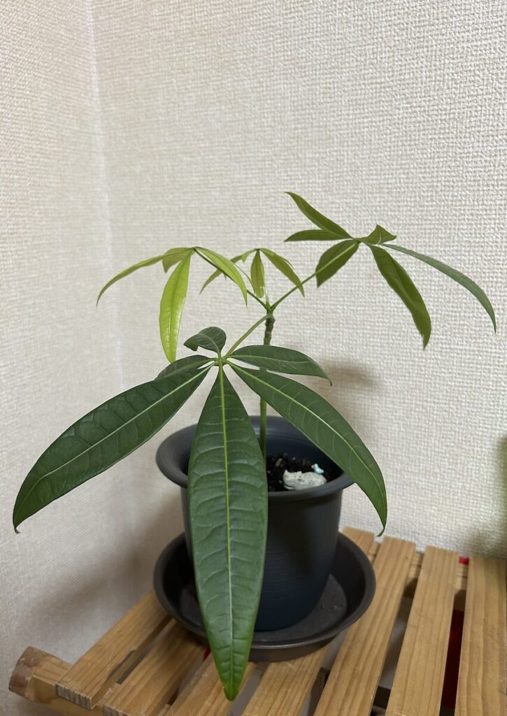 パキラ|鉢植え